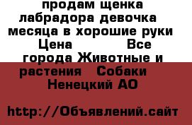 продам щенка лабрадора девочка 2 месяца в хорошие руки › Цена ­ 8 000 - Все города Животные и растения » Собаки   . Ненецкий АО